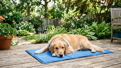 Golden retriever resting on a Snoozy Paws ice-silk cooling mat